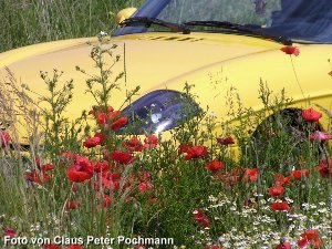 163 - spring-7.jpg